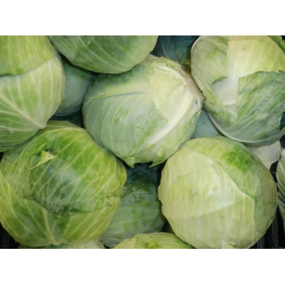 Свежая капуста на фоне - ОТЕЧЕСТВЕННАЯ 2
