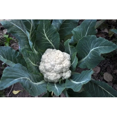 Свежая капуста на грядке - ОТИС