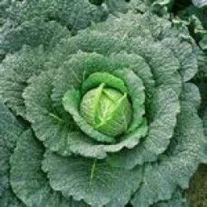Крупный план капусты с видимой текстурой листьев - Оваса F1