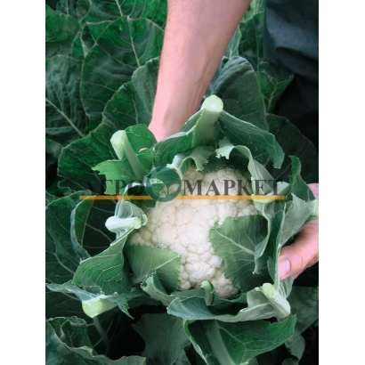 Капуста Овиедо F1 на грядке