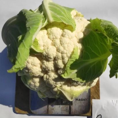 Свежий кочан цветной капусты на деревянной подставке - Овиндоли