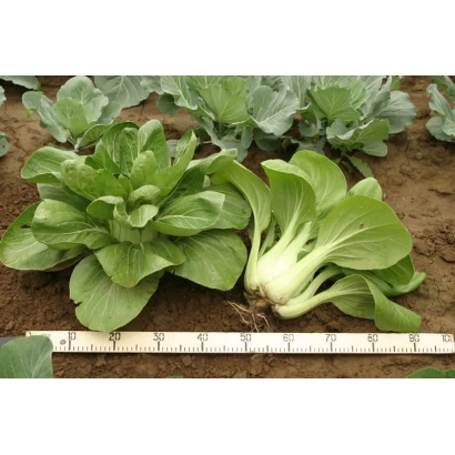 Капуста Памяти Поповой F1 на грядке с линейкой для измерения