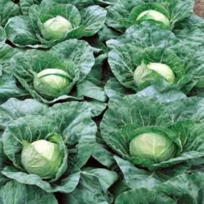 Грядка с капустой Пандион F1
