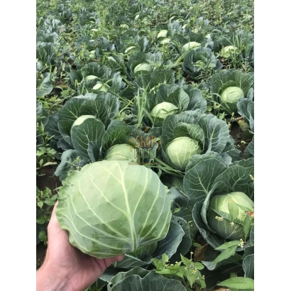 Hand holding Pandion F1 cabbage in a field