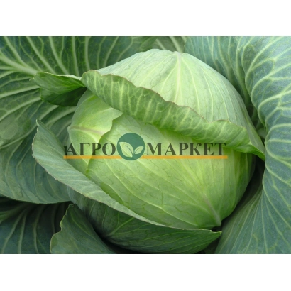 Капуста на фоне с логотипом АГРОМАРКЕТ - Парадокс F1