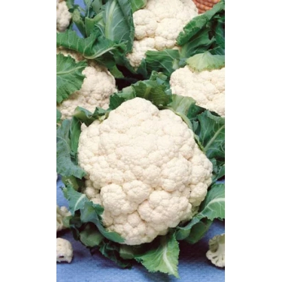 Свежая капуста цветная Парижанка на синем фоне