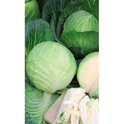 Свежая капуста на фоне других головок - Парус