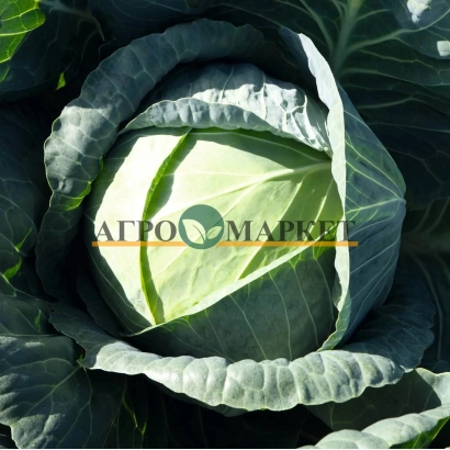 Ближний план капусты с логотипом АГРОМАРКЕТ на фоне - Пассат