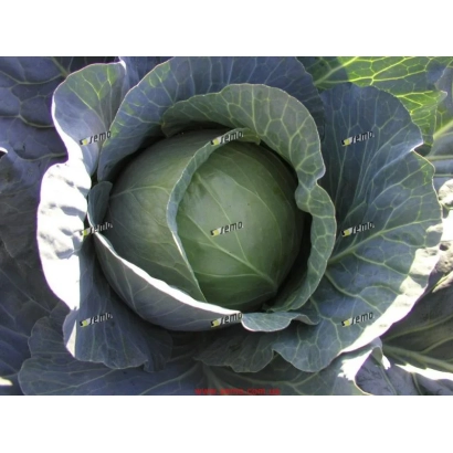 Свежая капуста сорта ПАВЛО F1