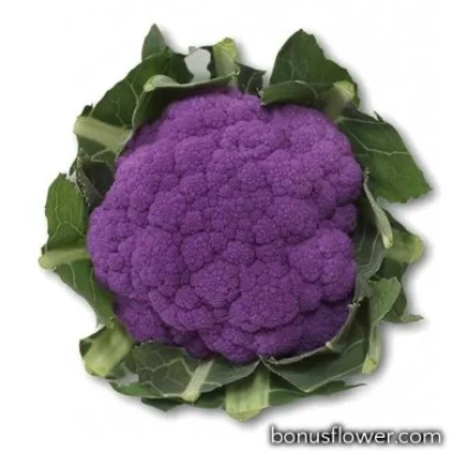 Свежая фиолетовая капуста Purple Light на белом фоне - ПЁРПЛ ЛАЙТ