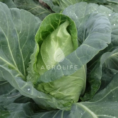 Fresh cabbage with ABROLIFE logo on leaf - Philemon F1