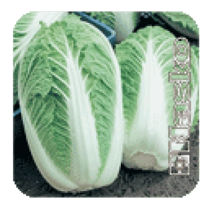 Капуста ПИОНЕР F1 на земле