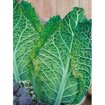 Свежая капуста с фиолетовыми овощами на фоне - ПИРОЖКОВАЯ