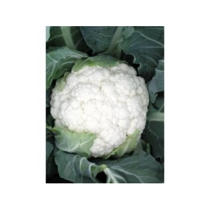 Свежая капуста Планита F1 на фоне листьев