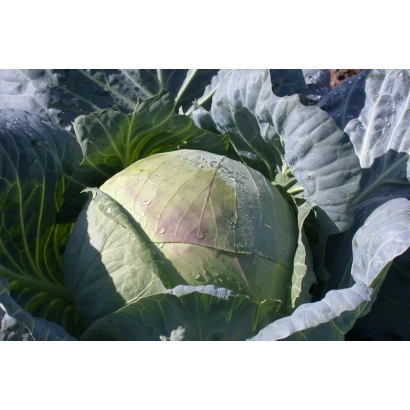 Свежая капуста на фоне листьев - Подарок 2500