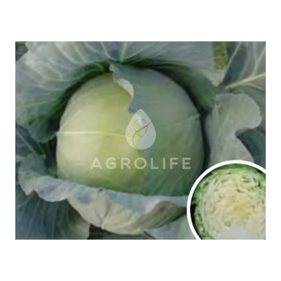Капуста сорта AGROLIFE - Полар