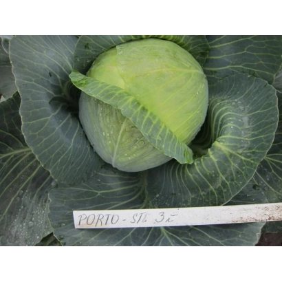 Семена капусты сорта ПОРТО F1 на фоне листа капусты