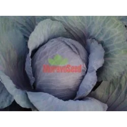 Ближний план капусты с логотипом MuravoSeed - ПОУРОВО ЧЕРВОНА