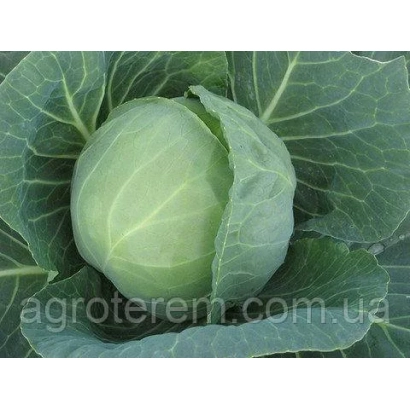 Свежая капуста на фоне листьев с надписью agroterem.com.ua - ПРЕСТАР