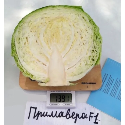 Кочан капусты сорта Примавера F1 на весах