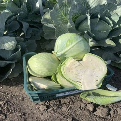 Корнишоны капусты в зелёной корзине на фоне грядки - ПРОДИКОС