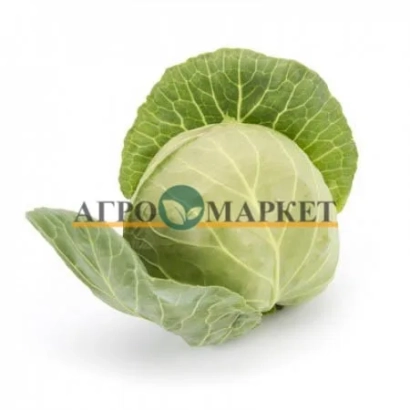 Свежая капуста на белом фоне с логотипом АГРОМАРКЕТ - Пушма