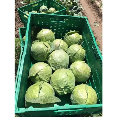 Коробки с капустой Радан на открытом воздухе