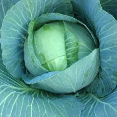 Свежая капуста без названия продукта - Рамада F1