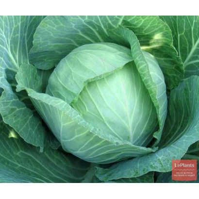Свежая капуста на фоне зелени - РАМКО