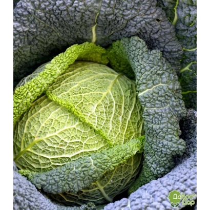 Свежая капуста Рана жлута