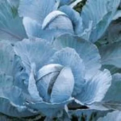 Синяя капуста Ранчеро F1