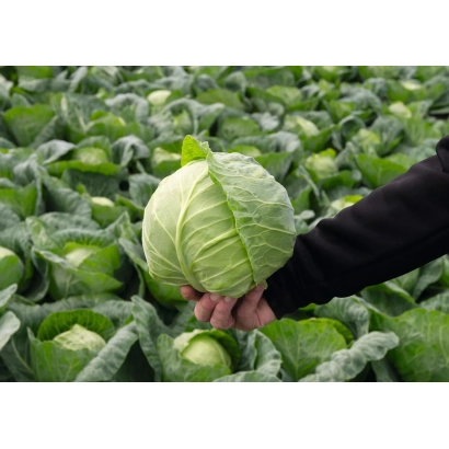 Свежая капуста в поле, держится рукой - Ранини