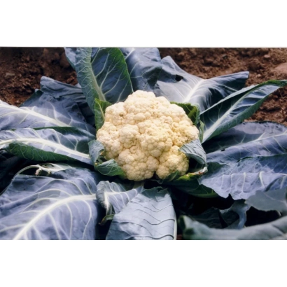 Свежая капуста Ранняя Грибовская 1355 на грядке