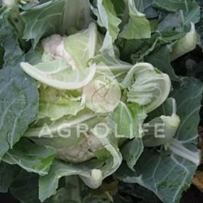 Капуста сорта Рауль на грядке с логотипом AGROLIFE