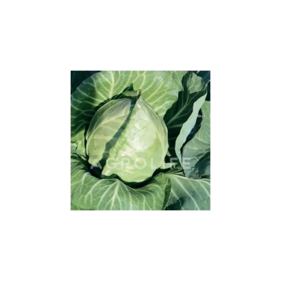 Капуста на белом фоне - Рейма F1