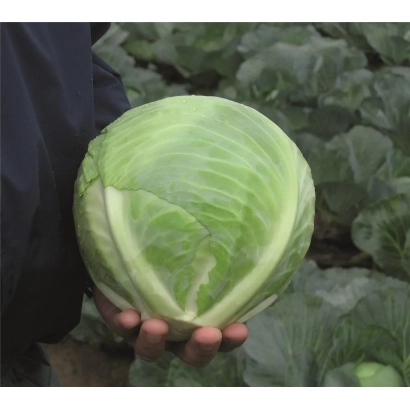 Свежая капуста Реактион Ф1 в руках на фоне грядки