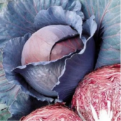 Свежая капуста сорта Ред Династи F1