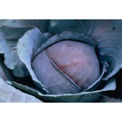 Свежая капуста сорта РЭД ДЖЕВЕЛ F1