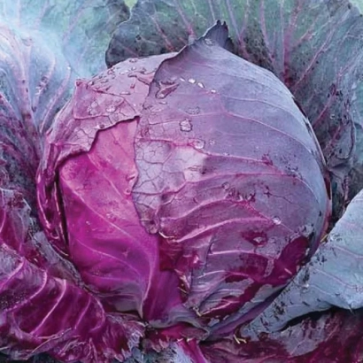 Свежая красная капуста Ред Джевел