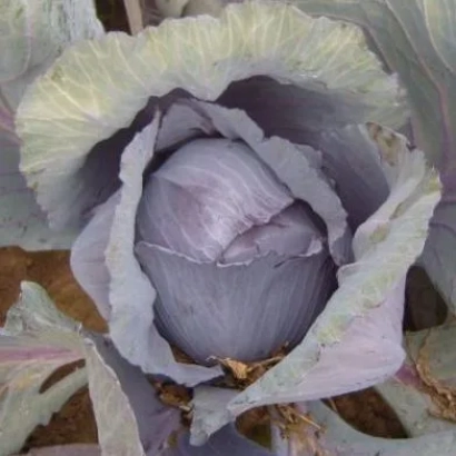 Свежая капуста сорта Редгард