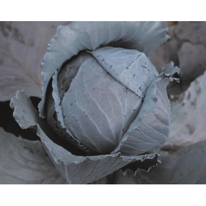 Fresh cabbage on a soil background - REDKAP