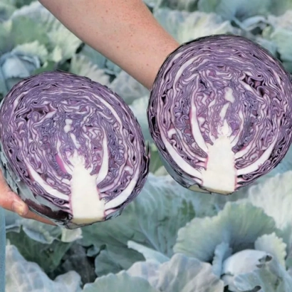 Две половинки красной капусты на фоне зелени - Редма F1