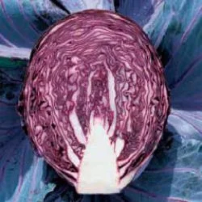 Срез красной капусты сорта Рэдма РЦ F1