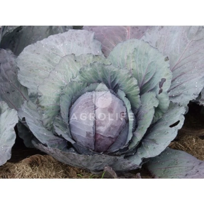 Капуста сорта REDSKY F1 на земле - РЕДСКАЙ F1