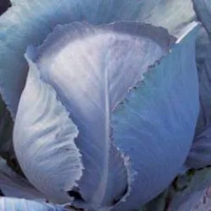 Синяя капуста сорта Регума РЦ F1