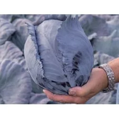 Рука держит головку капусты Рексома РЦ F1 на фоне гряд с капустой