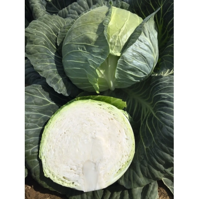 Свежая капуста с разрезанным центром, показывающим белую мякоть - Репорт