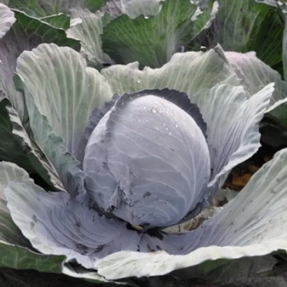 Fresh cabbage with wet leaves - RESIMA