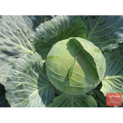Капуста на фоне листьев - Резистор F1