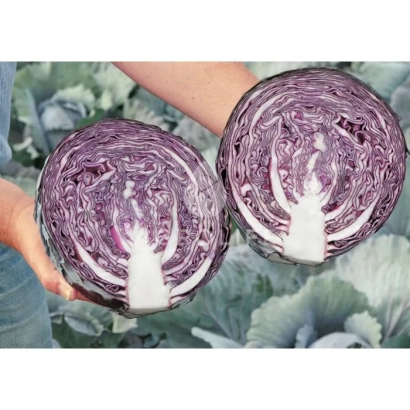 Две половинки красной капусты Рексома F1 на фоне зелени